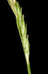 Bome-like sedge